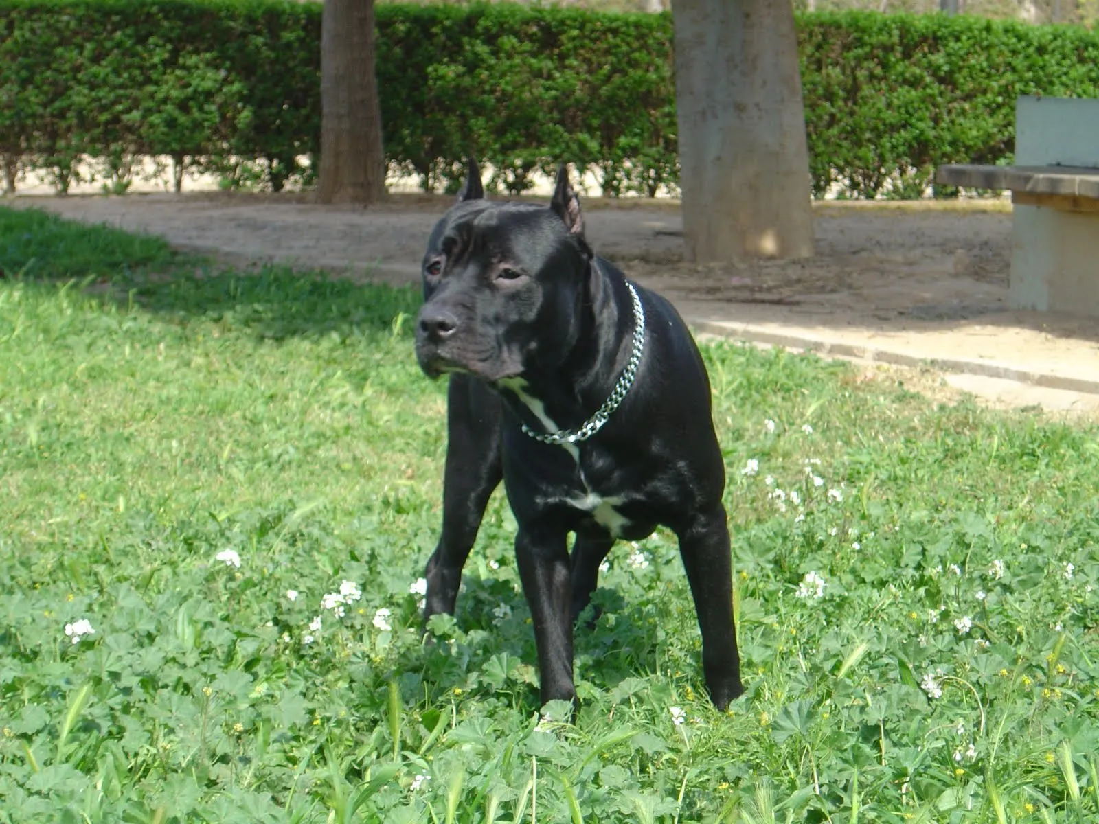 american stanford shire terrier | Cruces y montas de perros y ...