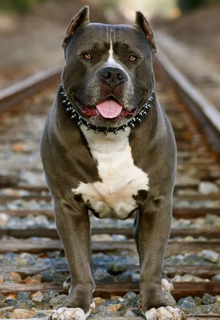 Amerikanischer Pitbull Halsband aus Leder mit 2-reihigen Nieten ...