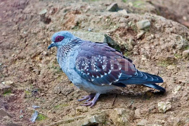 Mis amigas las palomas: Fotos especies de palomas exóticas ...