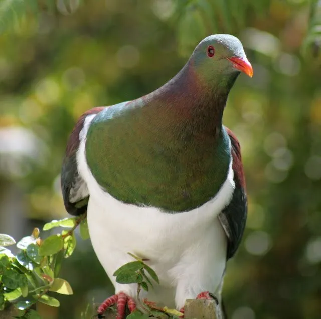 Mis amigas las palomas: Fotos especies de palomas exóticas ...