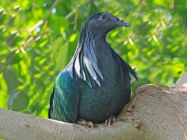 Mis amigas las palomas: Fotos especies de palomas exóticas ...