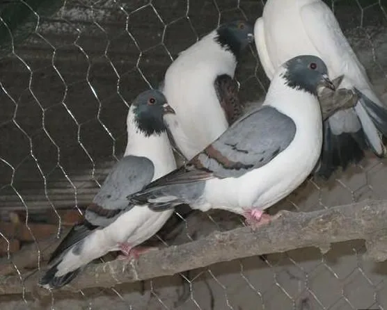 Mis amigas las palomas: Fotos palomas mensajeras