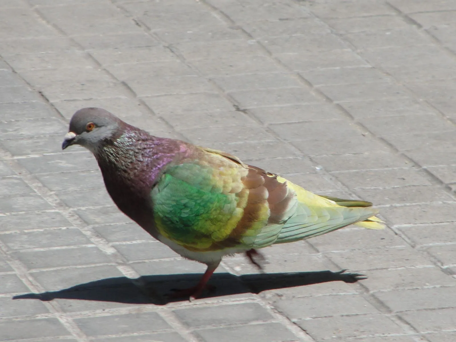 Mis amigas las palomas: Fotos palomas pintadas para carreras/