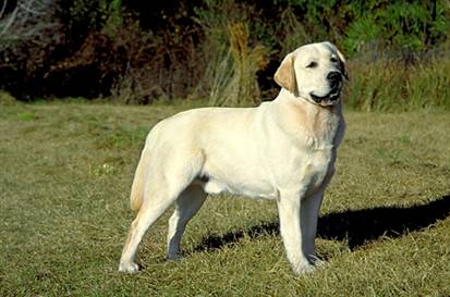 labrador-retriever