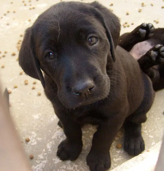 Amigo do Cão Amigo: Conhecendo as raças : Labrador