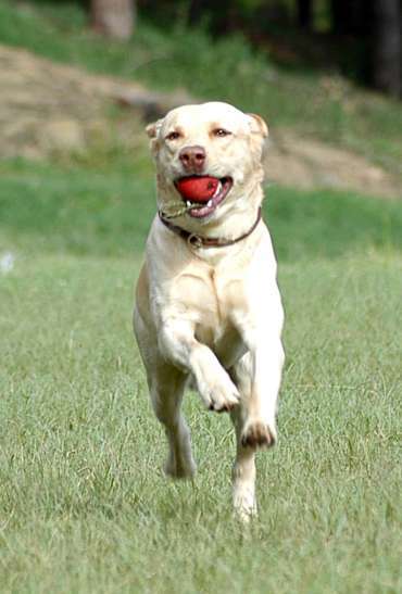 Amigo do Cão Amigo: Conhecendo as raças : Labrador