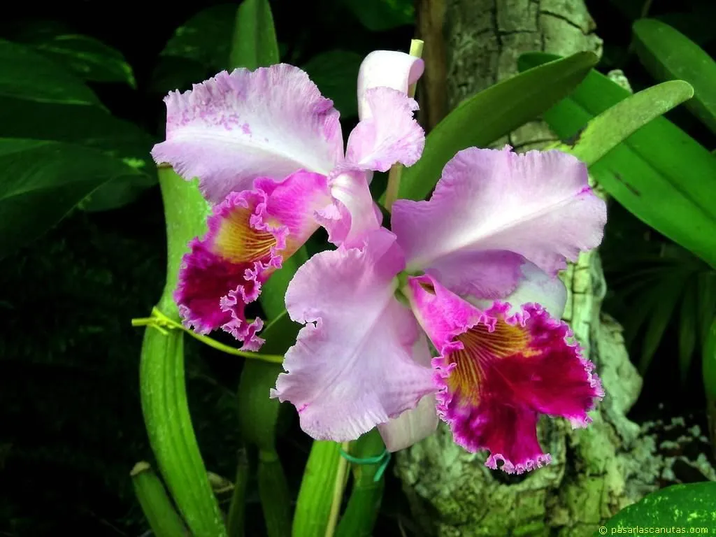 Las flores mas hermosas del mundo - Taringa!