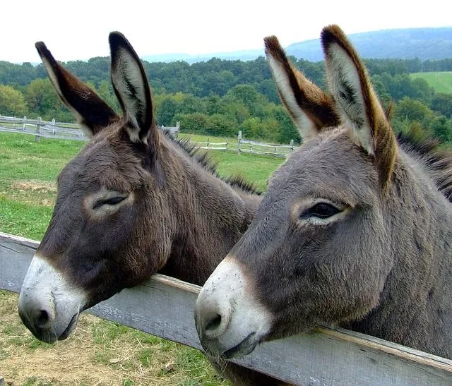 Dos amigos burros apoyados en el cercado | Imagenes Sin Copyright