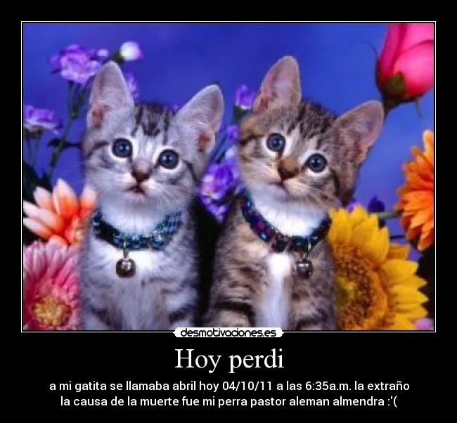 Carteles de Gatito Pag. 96 | Desmotivaciones