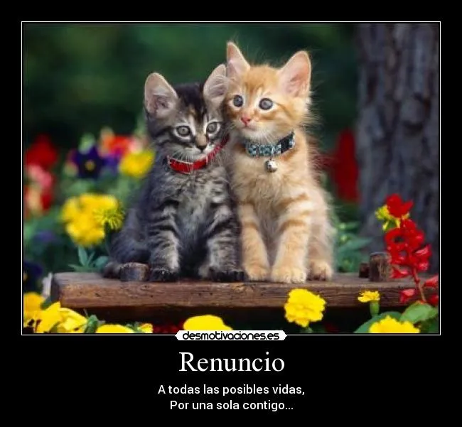 Imagenes de te AMO con gatos - Imagui