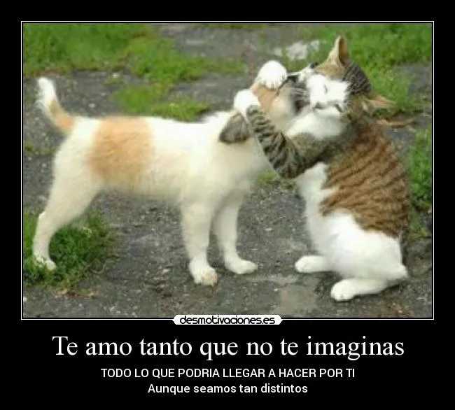 Te amo tanto que no te imaginas | Desmotivaciones