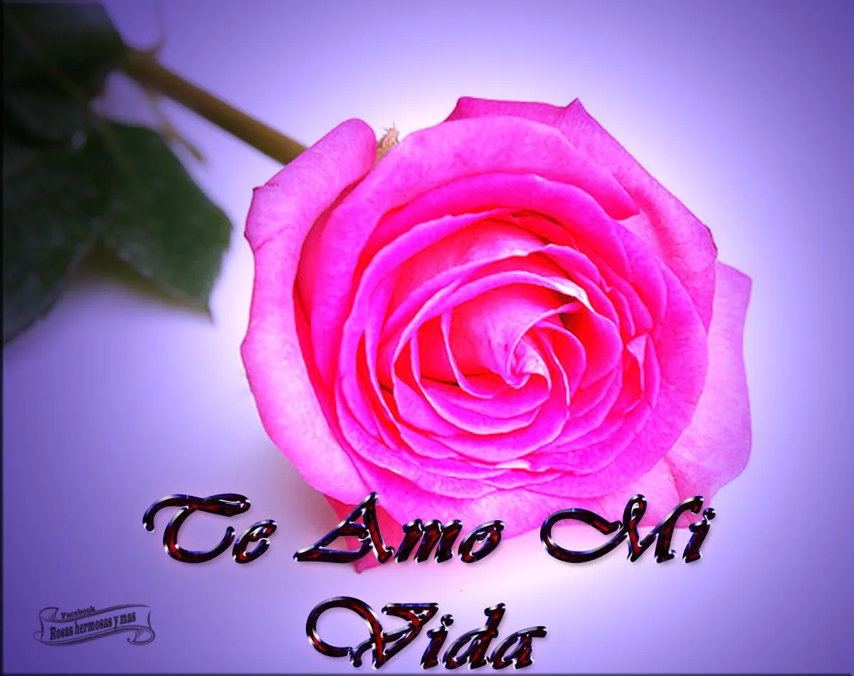 TE AMO MI VIDA ~ ROSAS HERMOSAS Y MAS