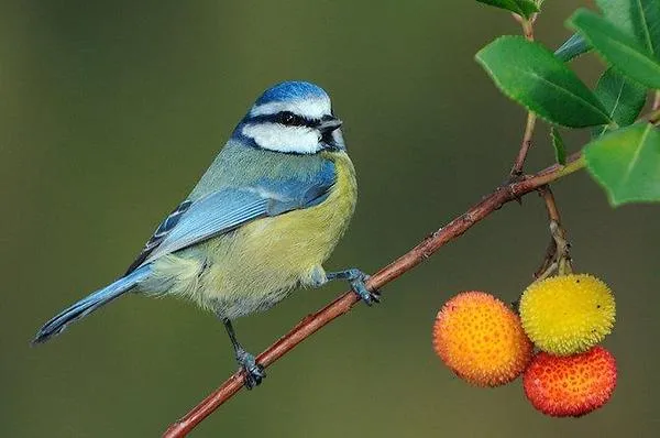 Amocito Corazón: Birds :)