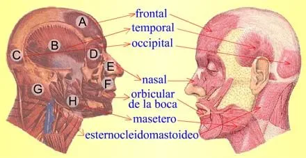 amolasmates