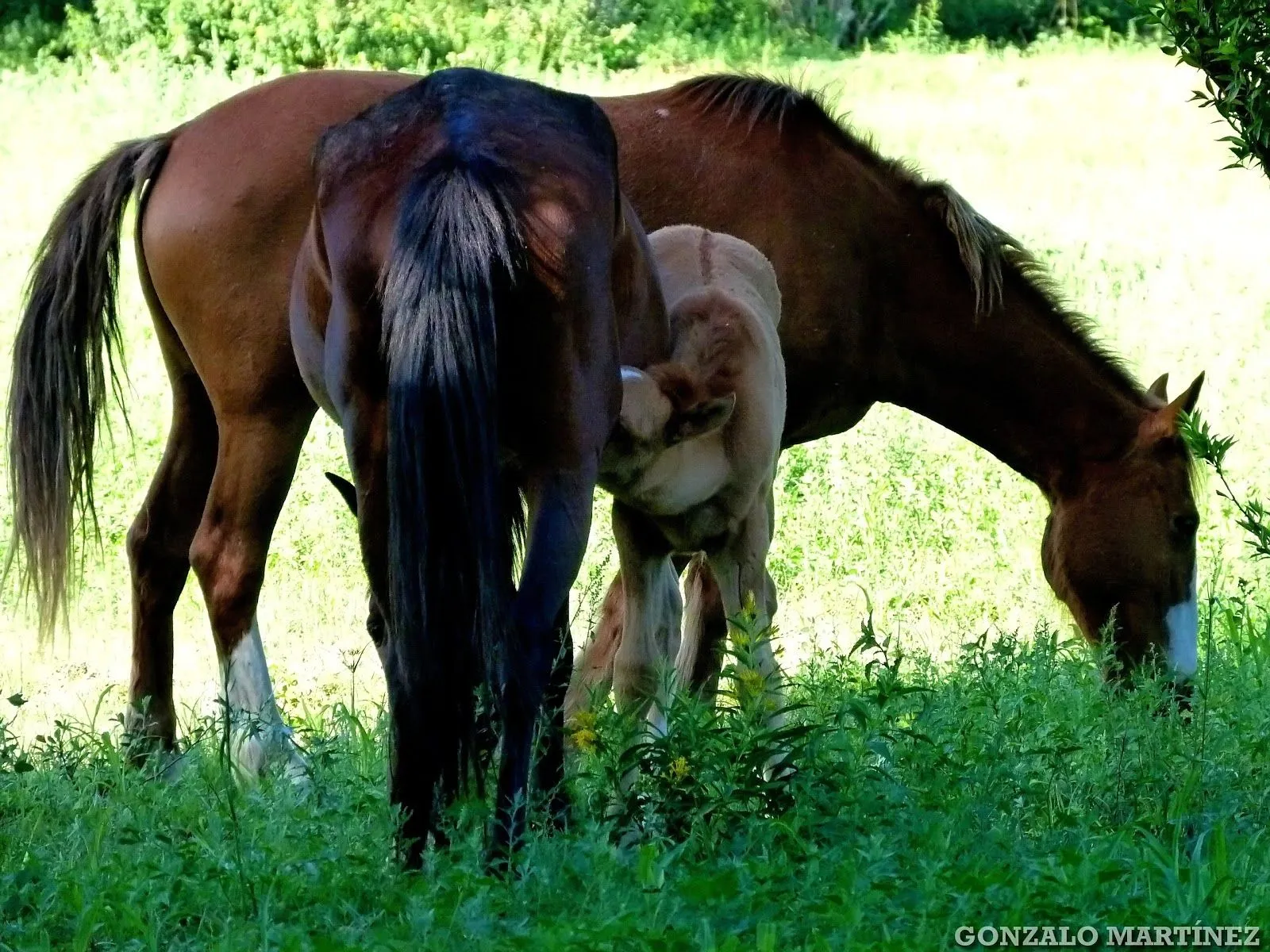 El amor a los caballos - Imagui