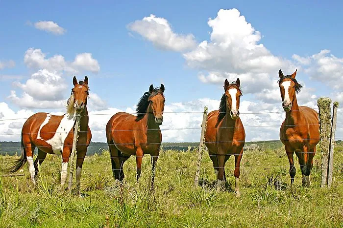 Amor por los caballos - Imagui