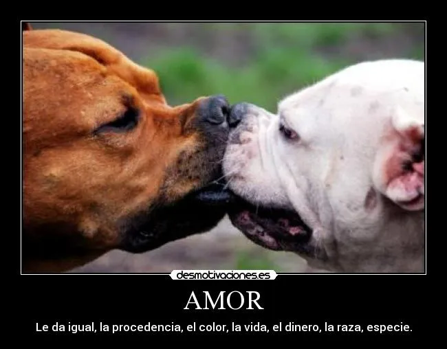 AMOR | Desmotivaciones