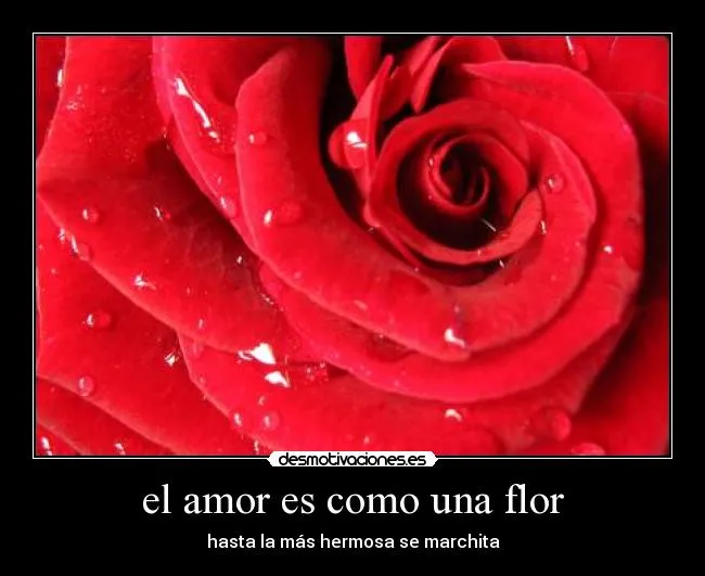 el amor es como una flor | Desmotivaciones