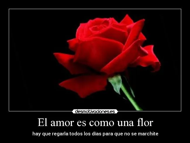 El amor es como una flor | Desmotivaciones