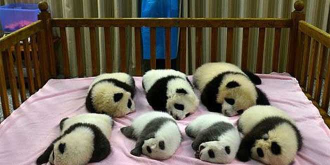 Pandas bebés tiernos - Imagui