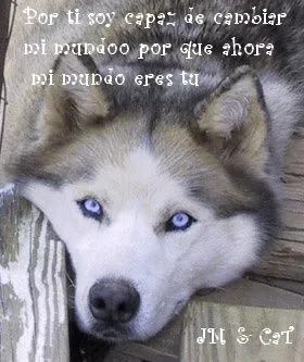 Amor Entre Lobos