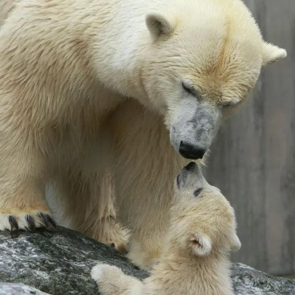 Amor de madre (animales) - Taringa!