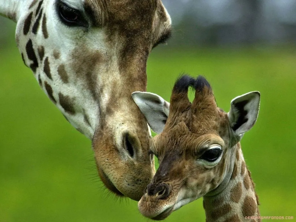 Amor de mamá