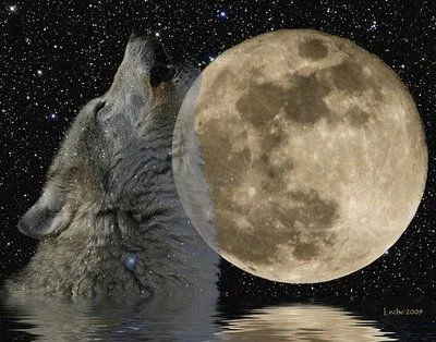 AMOR Y ALGO MAS: LOBO Y LUNA LLENA