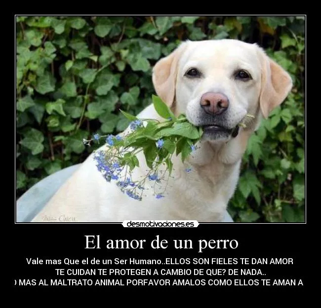 El amor de un perro | Desmotivaciones