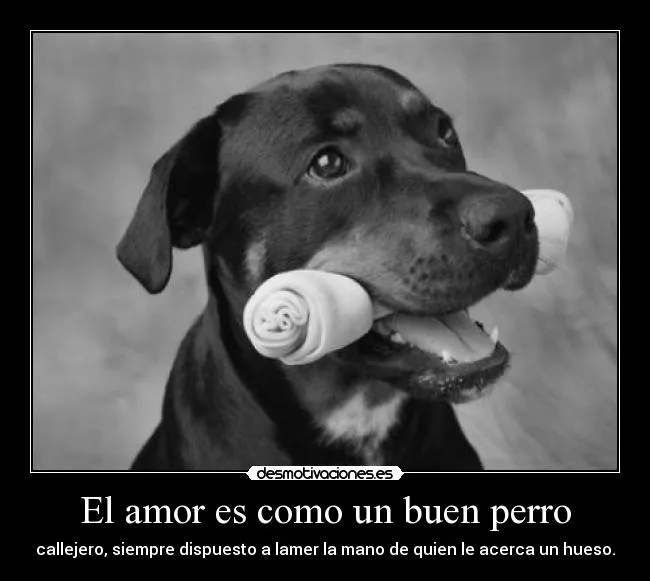 EL AMOR DE UN PERRO - Taringa!