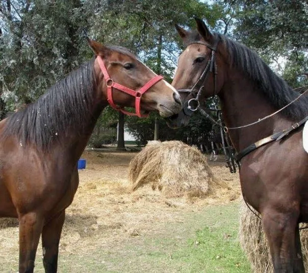 Por amor a Perros y Caballos: Sobre Caballos