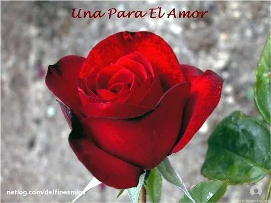 Nuestro Amor: ROSAS PARA TI MI AMOR