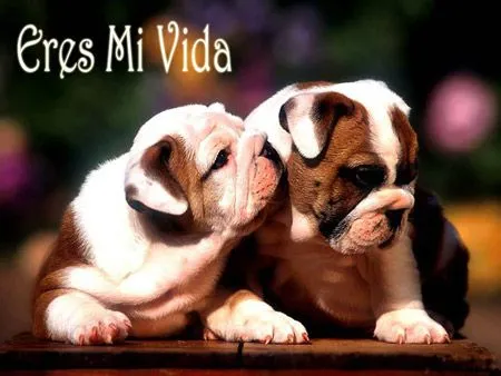 Dia del Amor y San Valentin: TIERNAS POSTALES PARA EL DÍA DE SAN ...