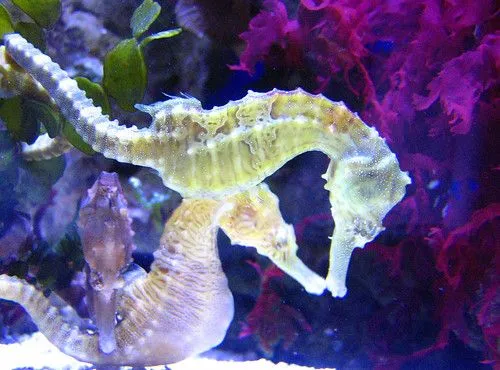 Amor y ternura bajo el agua - AnimalesMascotas