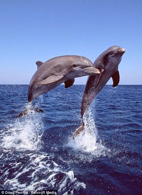 Amor Mio •ღೋεїз: FOTOS DE DELFINES LINDOS! click/para ver