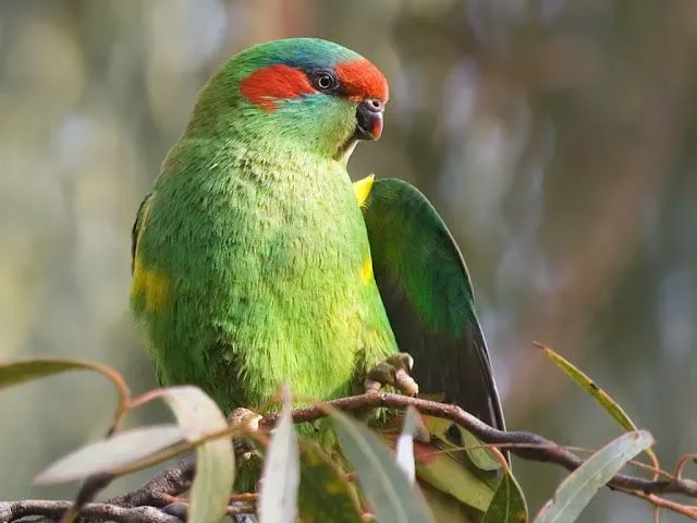 Aves exóticas - Imagui