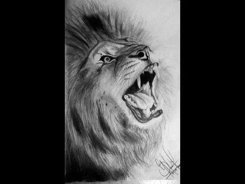 AMY AMY - Dibujos de leones - Cómo dibujar un león a lápiz