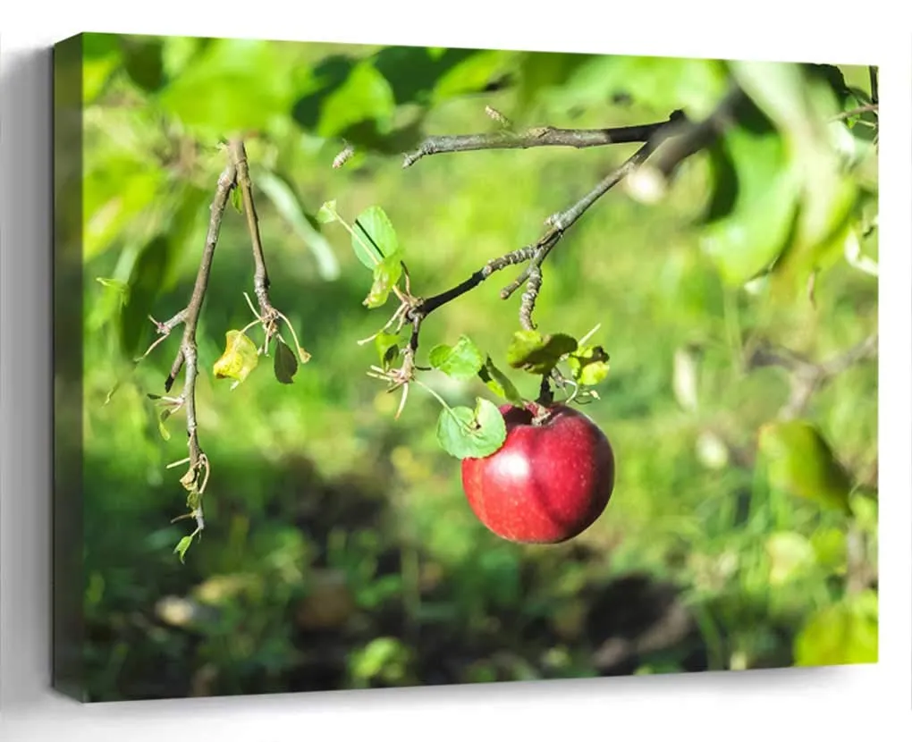 Amymami Art Print – Árbol de Frutas de otoño de Manzana, Triste jardín de Cultivo de Frutas, Canvas 20x14 : Amazon.com.mx: Hogar y Cocina