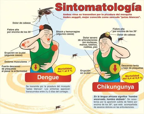 Ana Treasure on Twitter: "Sabes como se transmite el #Dengue y ...