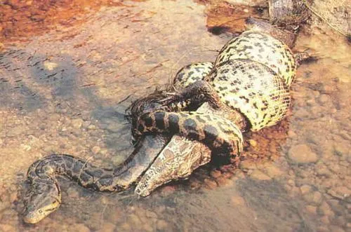 Anaconda – Wikifaunia, tu enciclopedia de animales