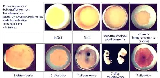 Análisis de control de calidad en incubación de huevos - Engormix