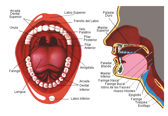 Analisis Sensorial: Partes de la boca humana