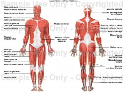 ANATOMIA