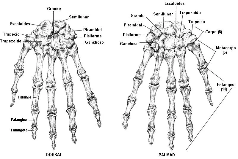 anatomia