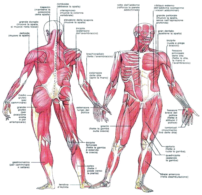 Anatomia