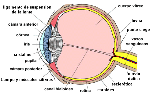 Anatomia