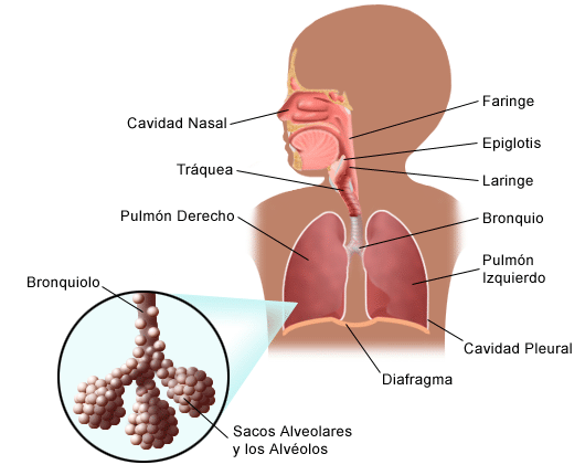 Anatomía del Aparato Respiratorio