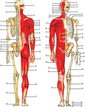 Anatomia | aSaúdeHumana