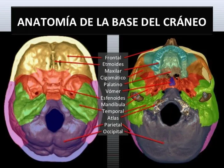 Anatomia de la base del craneo