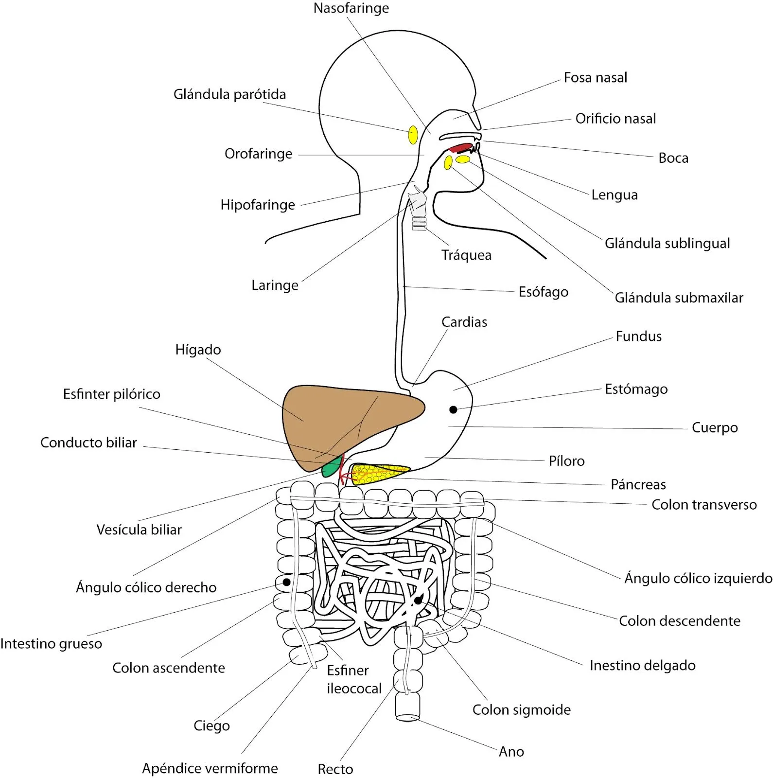 Anatomía básica del aparato digestivo | el moderno prometeo